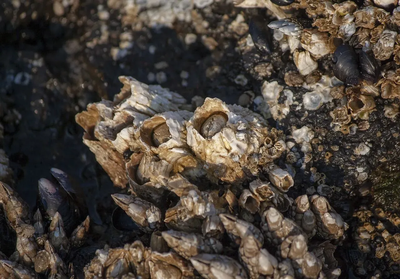 Do barnacles hurt whales? Are these marine crustacean species actually beneficial to them?