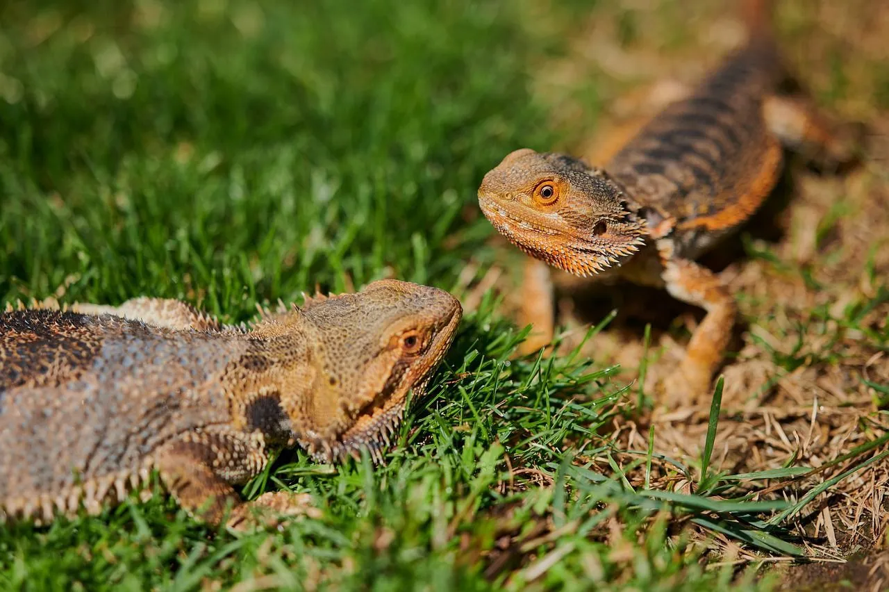 How Long Can Bearded Dragons Go Without Food? Beardie Facts To Know! | Kidadl