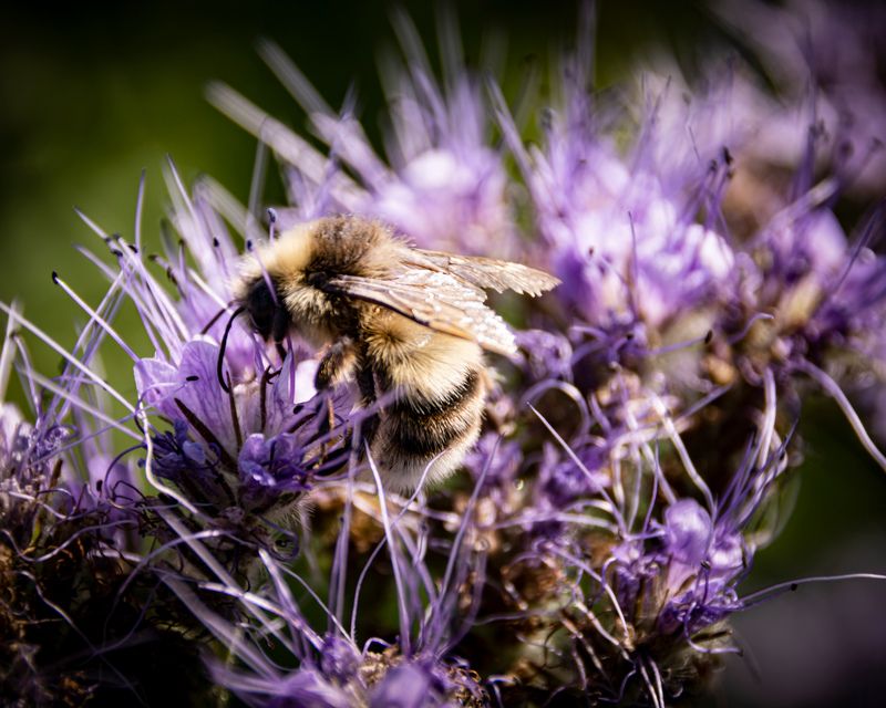 Shrill carder bee on flower.