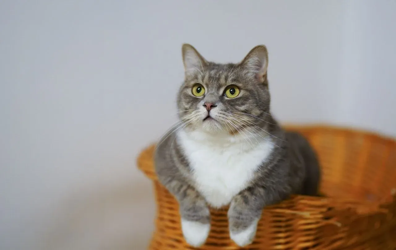 Are you thinking of getting a cat and wondering do cats shed? Find out here!
