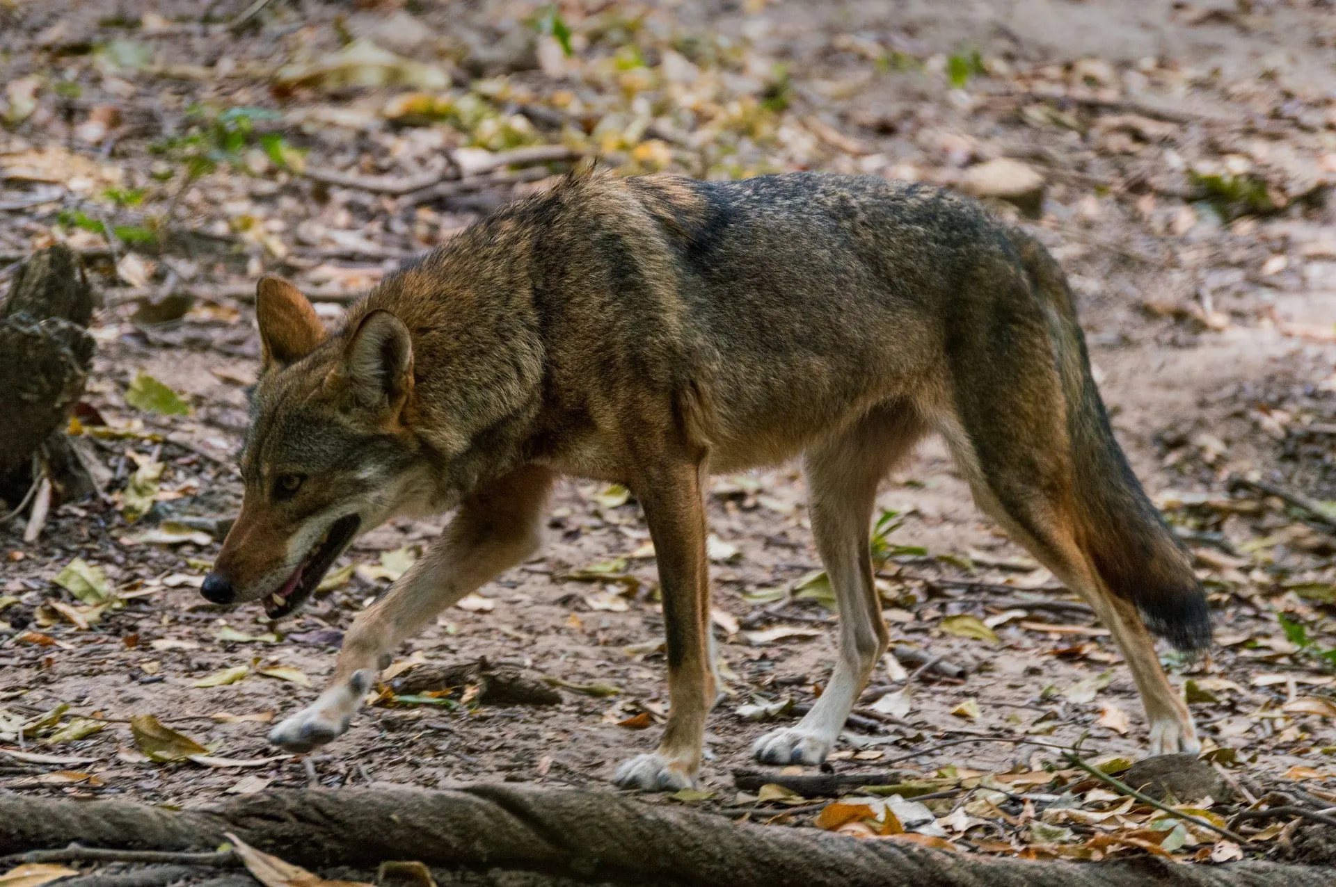 do coyotes eat cats