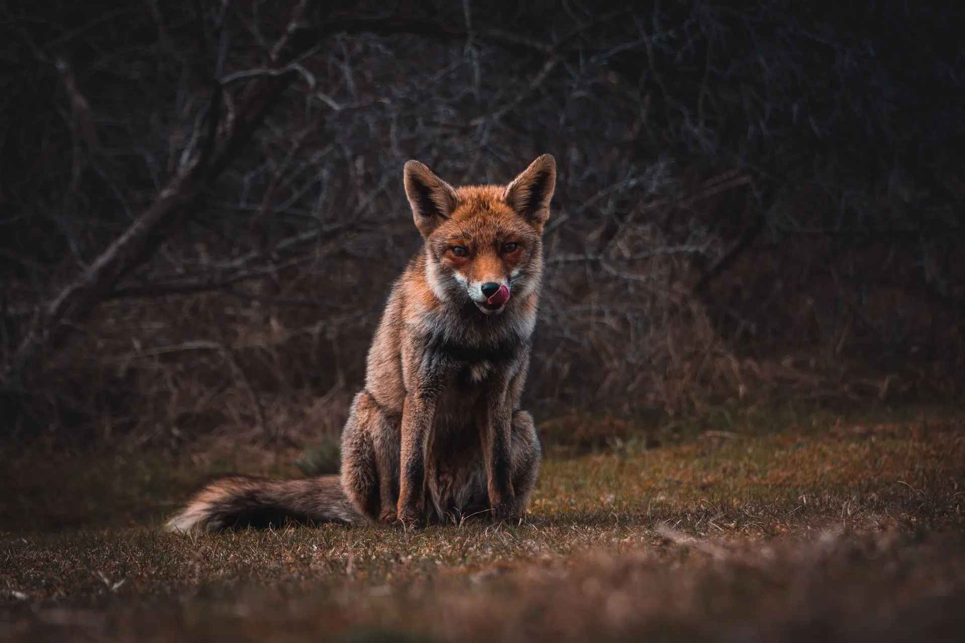 Coyotes are predators and hunt small animals like cats.