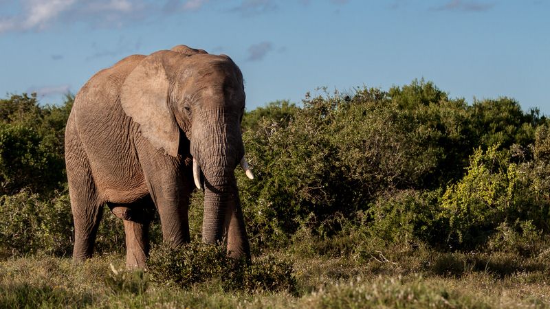 Do Female Elephants Have Tusks? How Can We Protect Them? | Kidadl