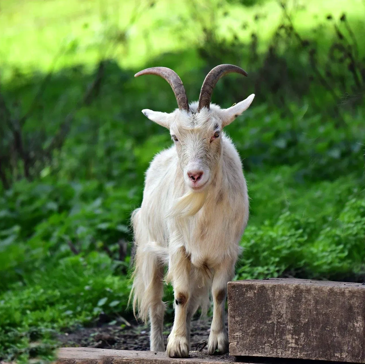 Pet lovers often wonder do female goats have horns.