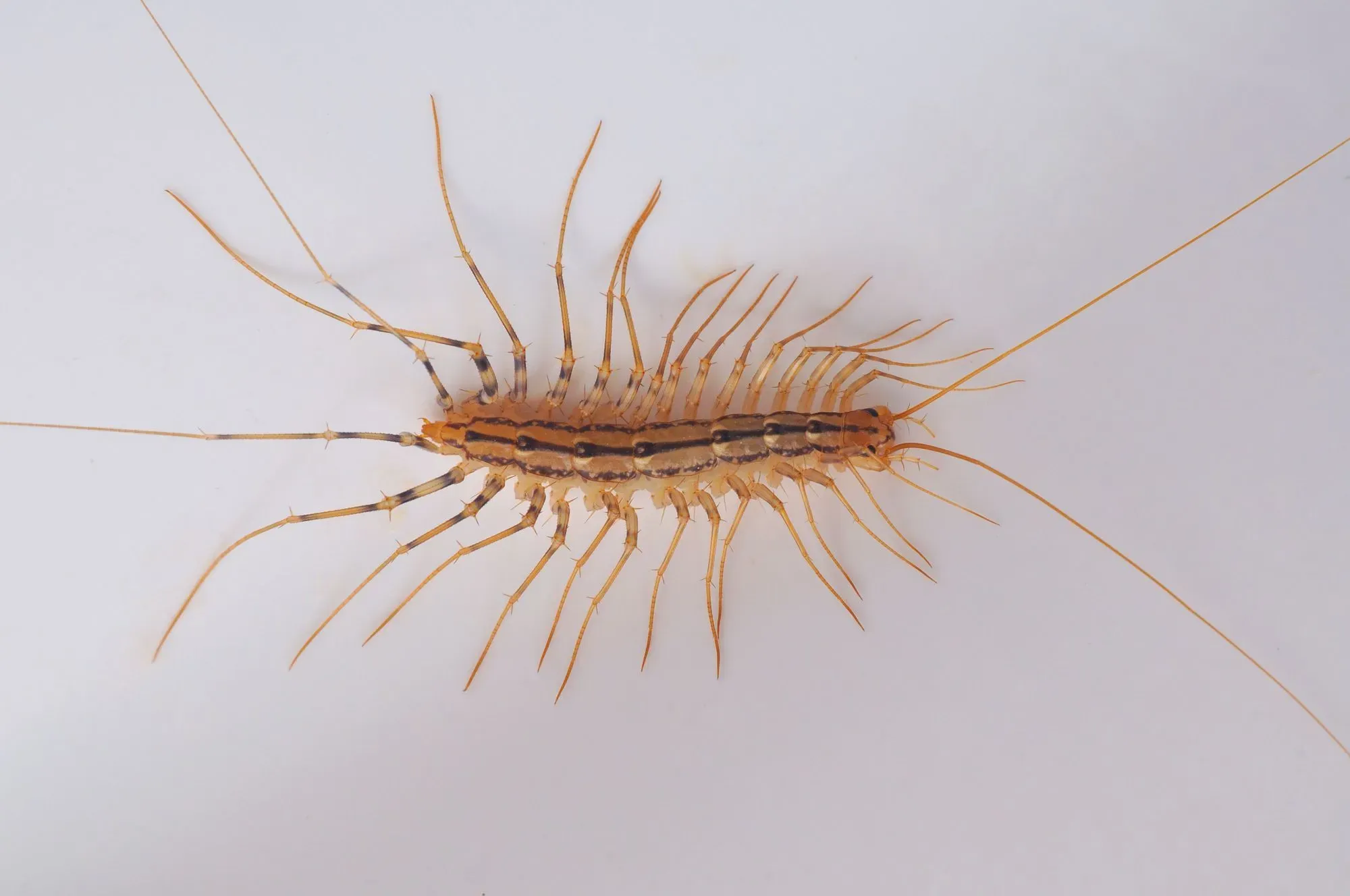 Read do house centipedes bite to know if these creatures can inject venom and if they should be eliminated from your house immediately!