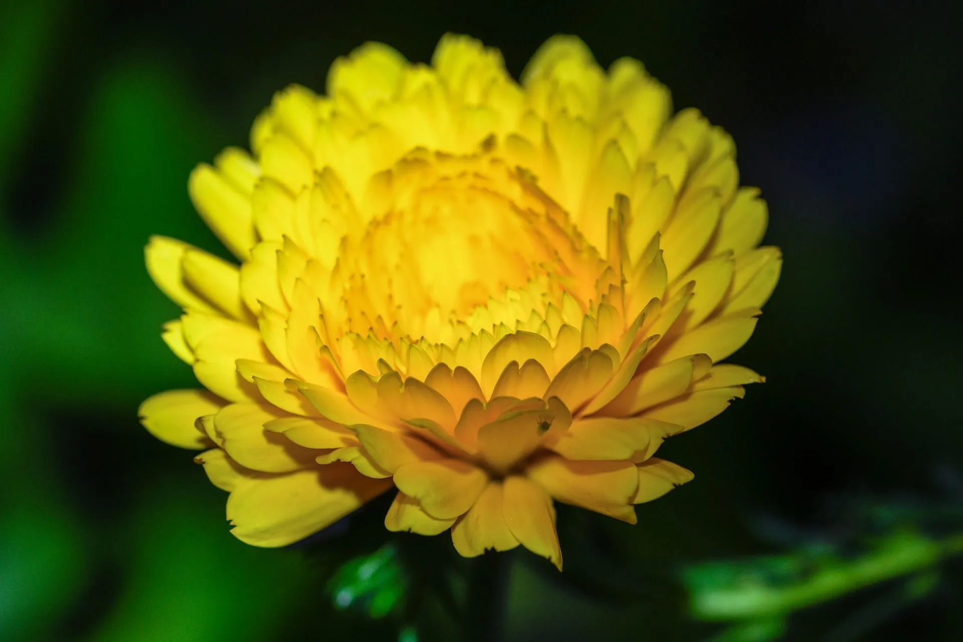 Are Marigolds Perennials? Amazing Flower Bloom Facts For Kids!