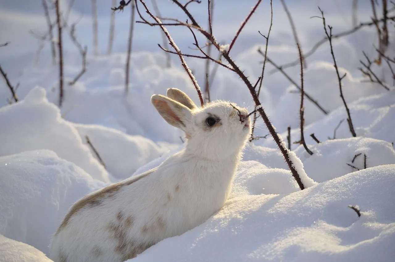 Do Rabbits Hibernate Or Migrate In the Winter 