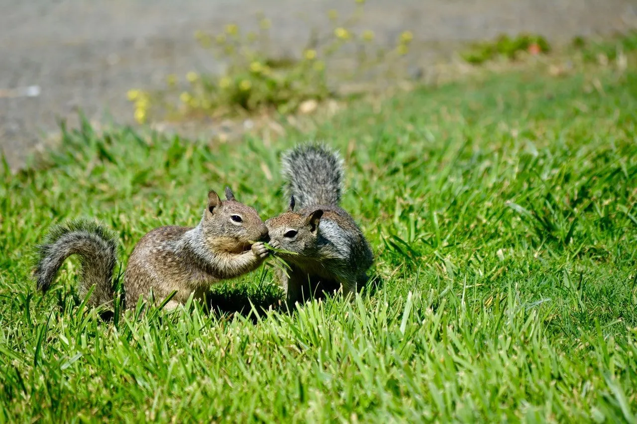 Do Squirrels Have One Mate For Life Bcba3fc1a5 