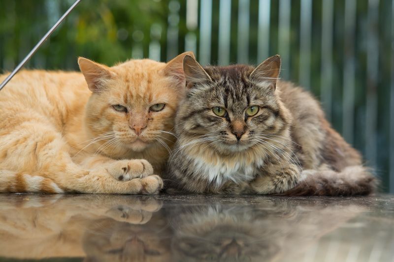 The red and grey cat sit close together.