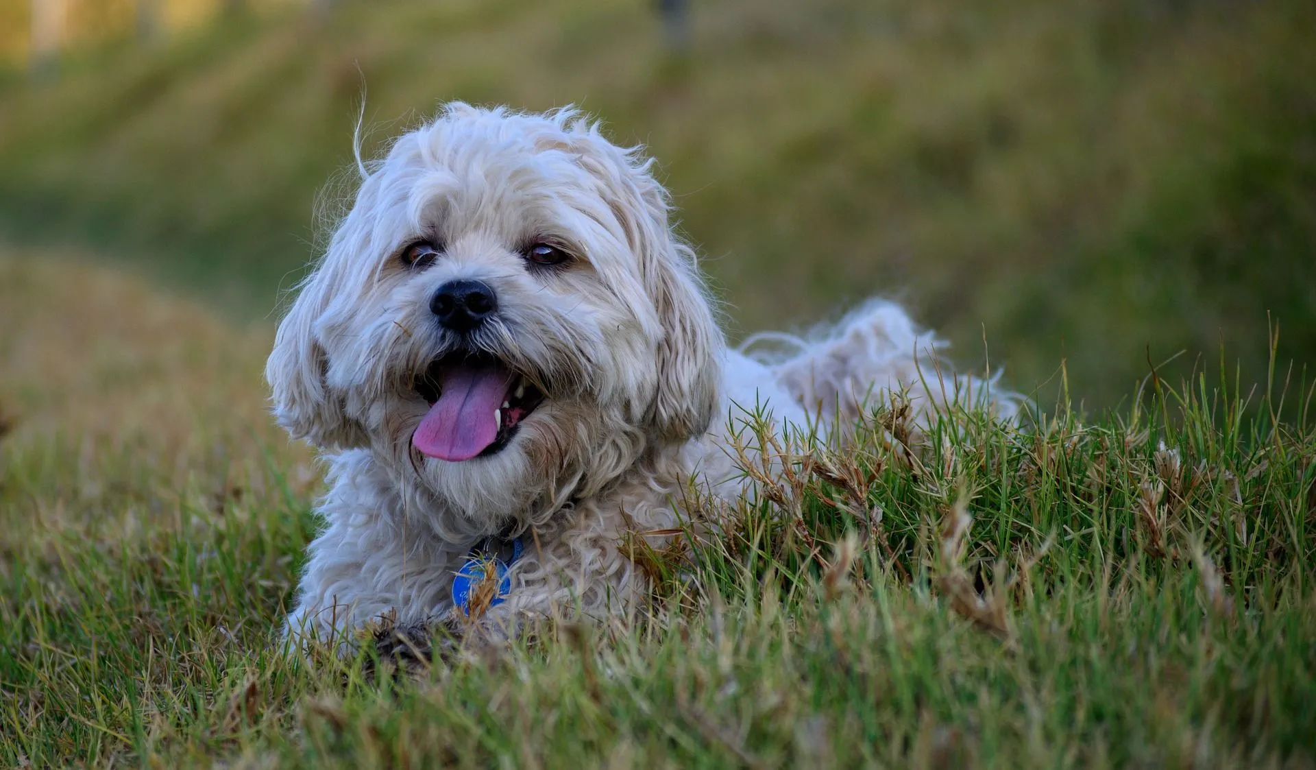 Shih Tzu Weight Chart By Age In Kg