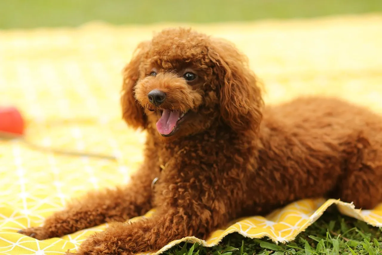 Adorable brown puppy poodle sitting on a yellow blanket in a park 