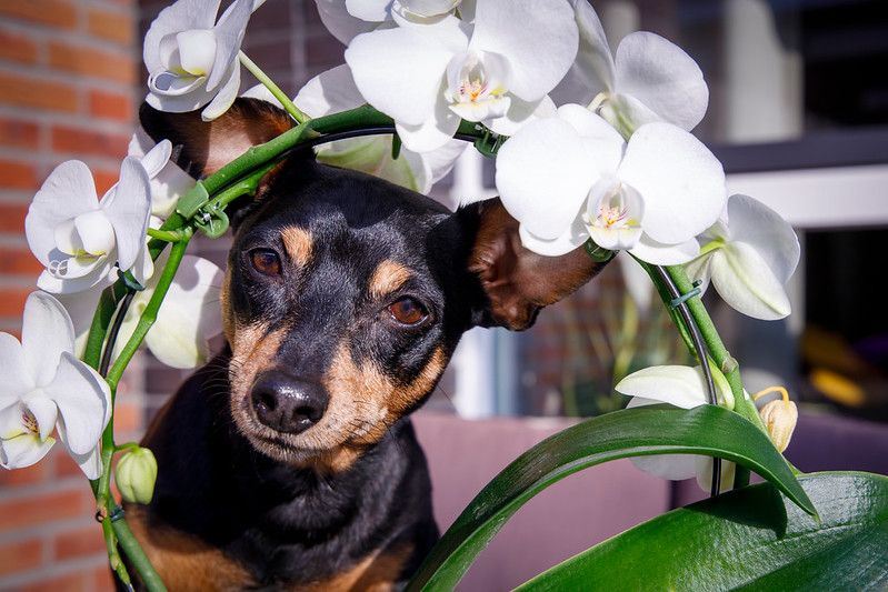 are cymbidium orchids bad for dogs