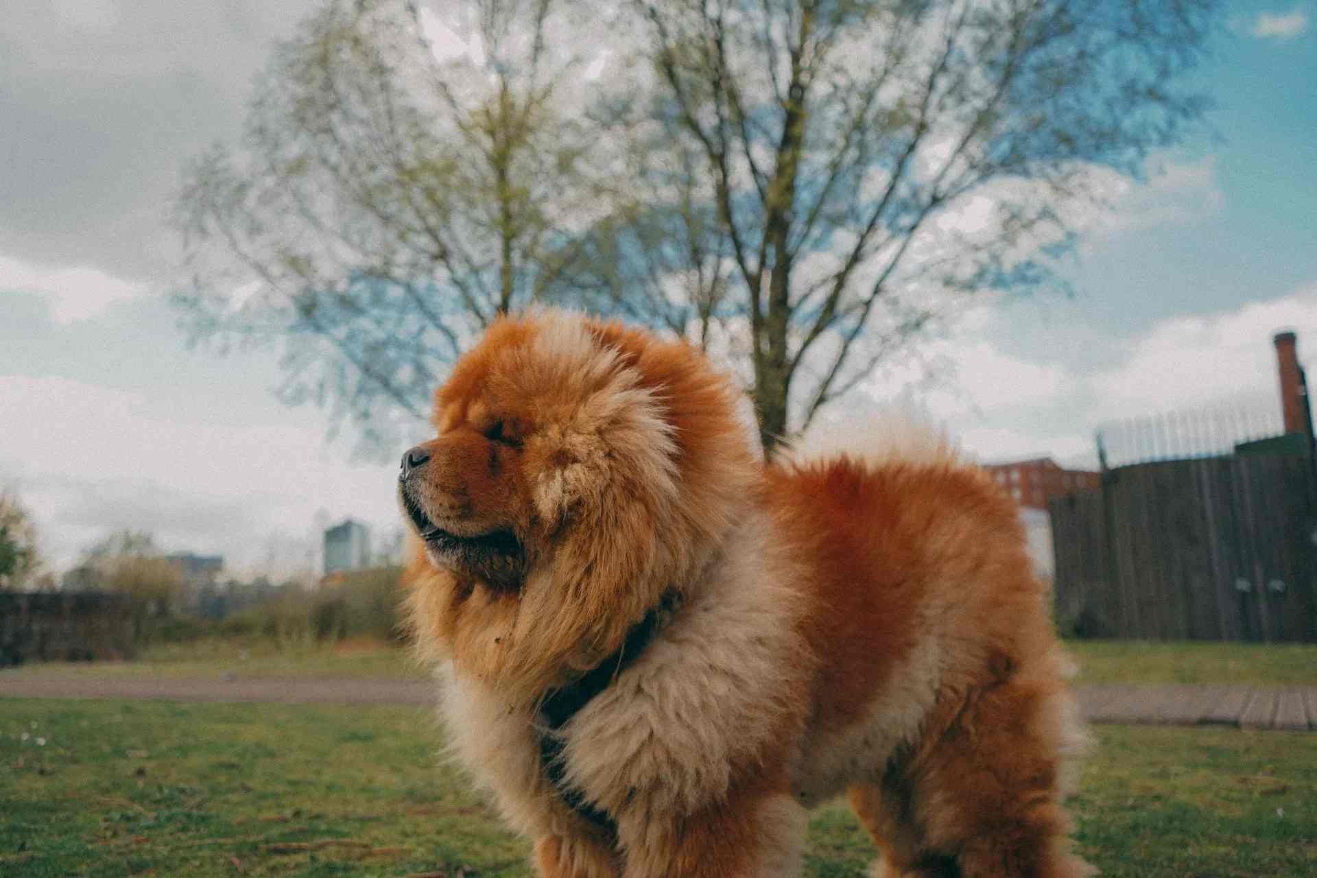 what dog breed looks like a lion