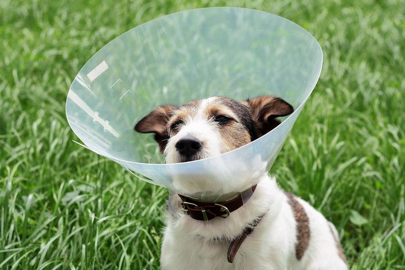 how long does a dog need to wear a cone