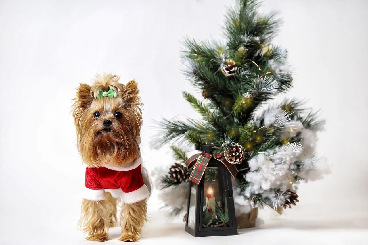 A cute little brown hairy dog wearing Christmas clothes standing besides a pine tree