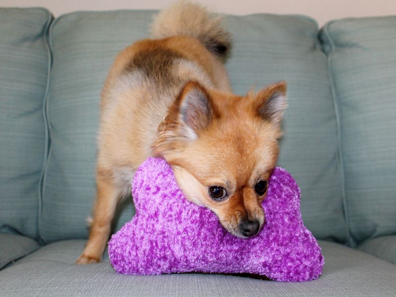 Pomeranian Dog playing with her squeaky toy
