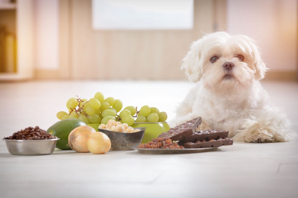 Little white maltese dog and food ingredients toxic to him including chocolate