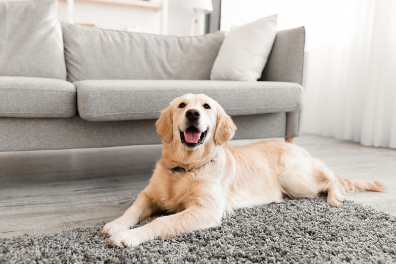 Golden retriever dog sitting on the gray floor carpet