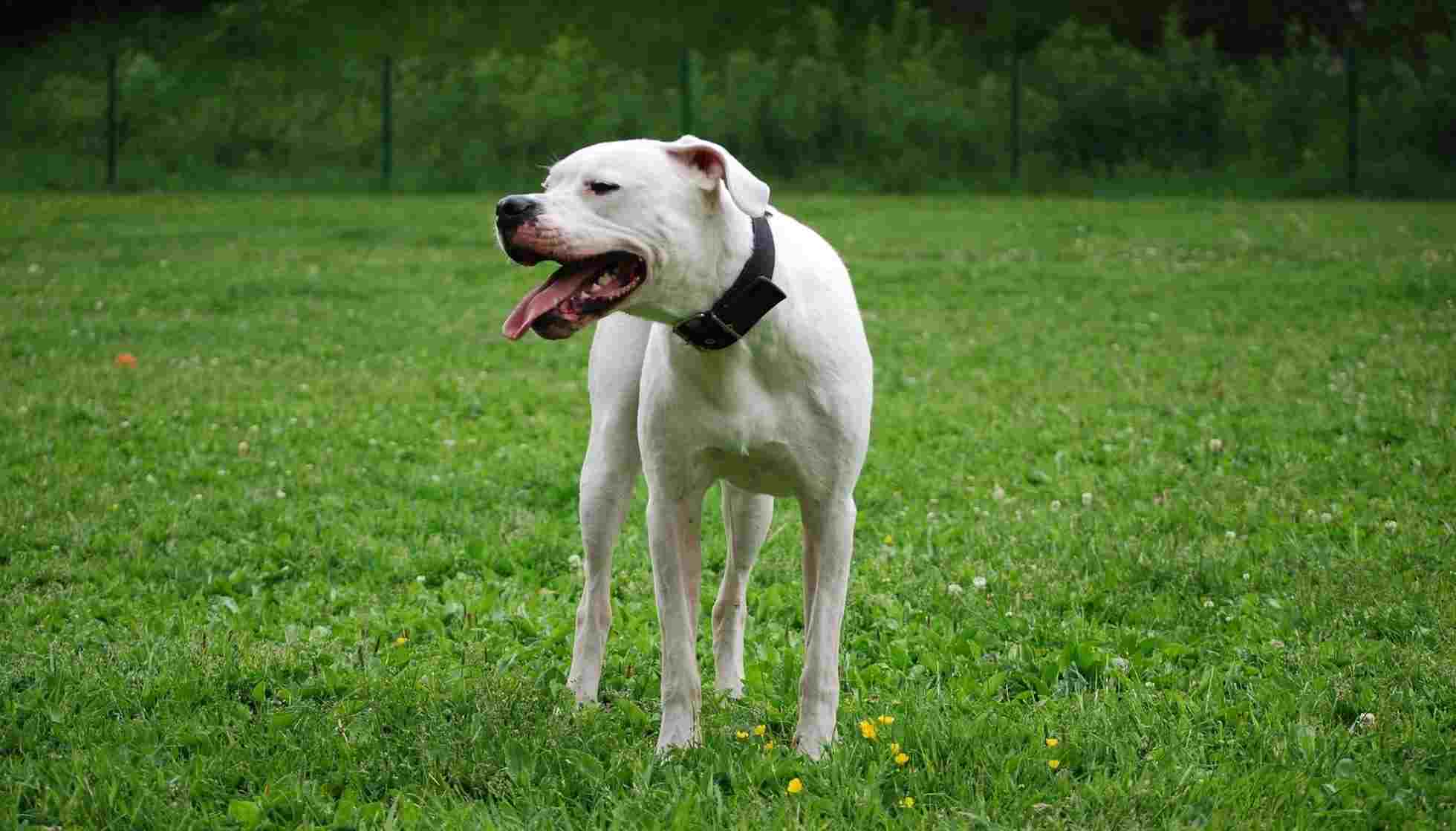 Fun Dogo Argentino Facts For Kids | Kidadl