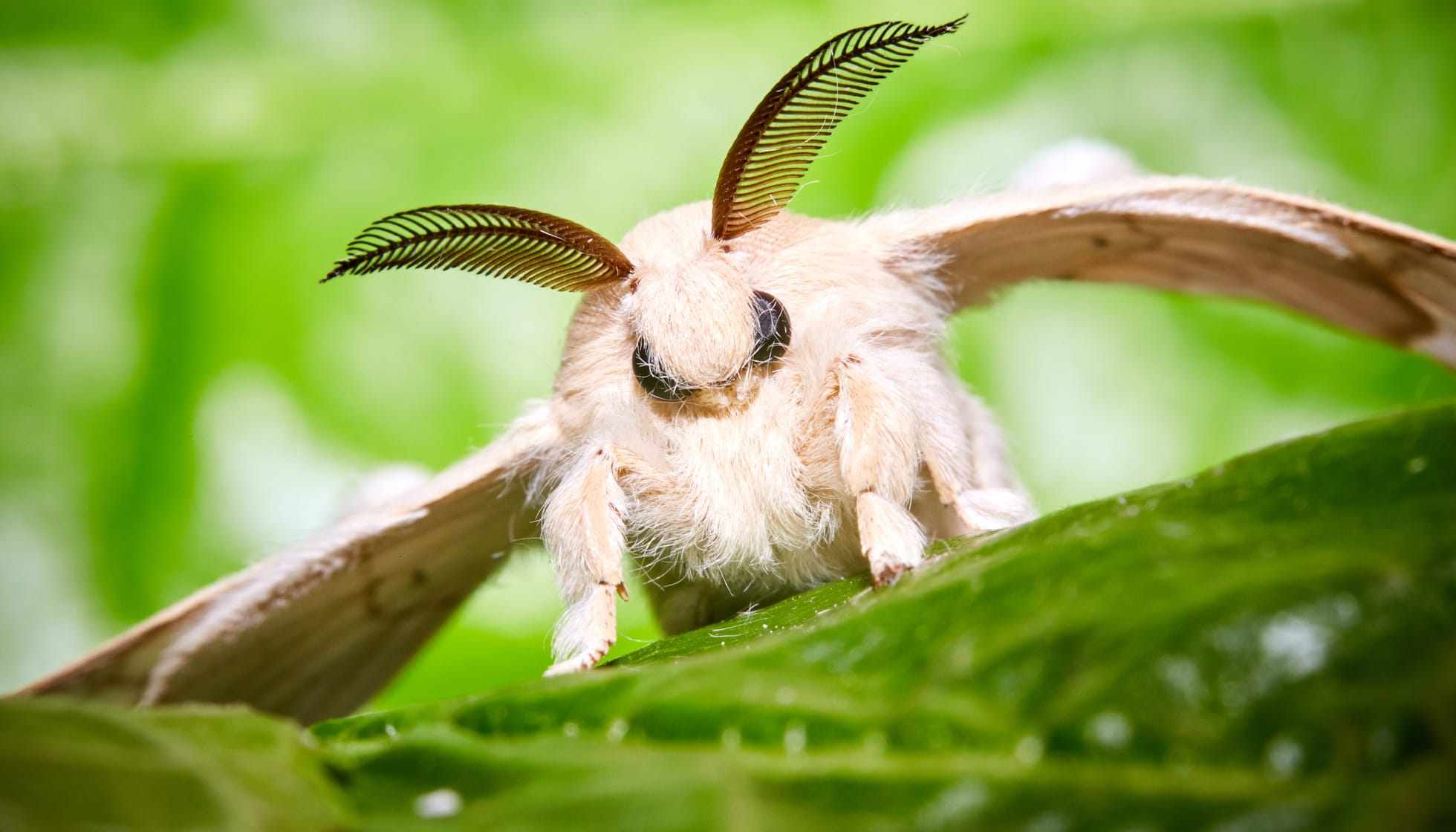 Fun Domestic Silk Moth Facts For Kids | Kidadl
