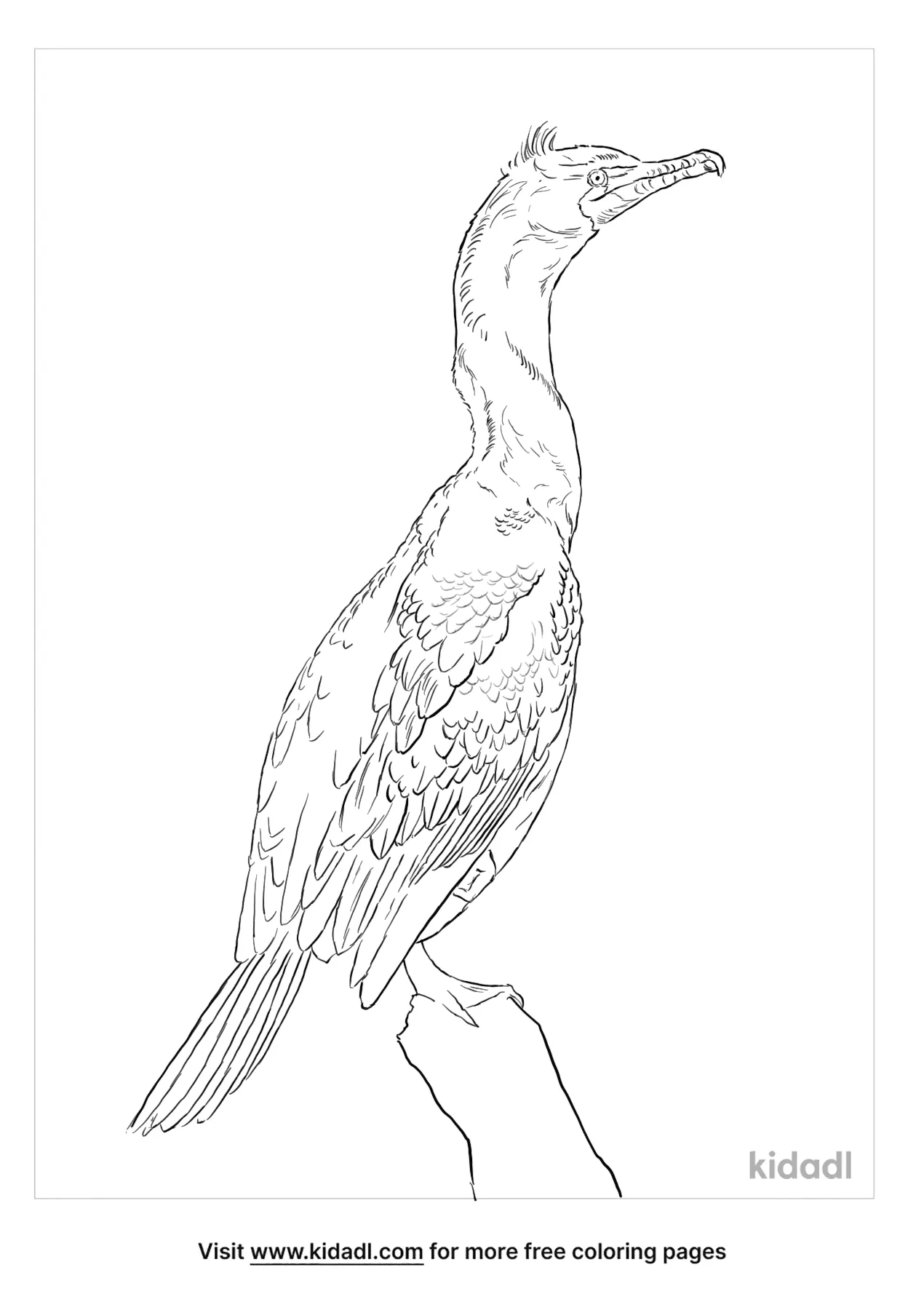 Double Crested Cormorant Coloring Page