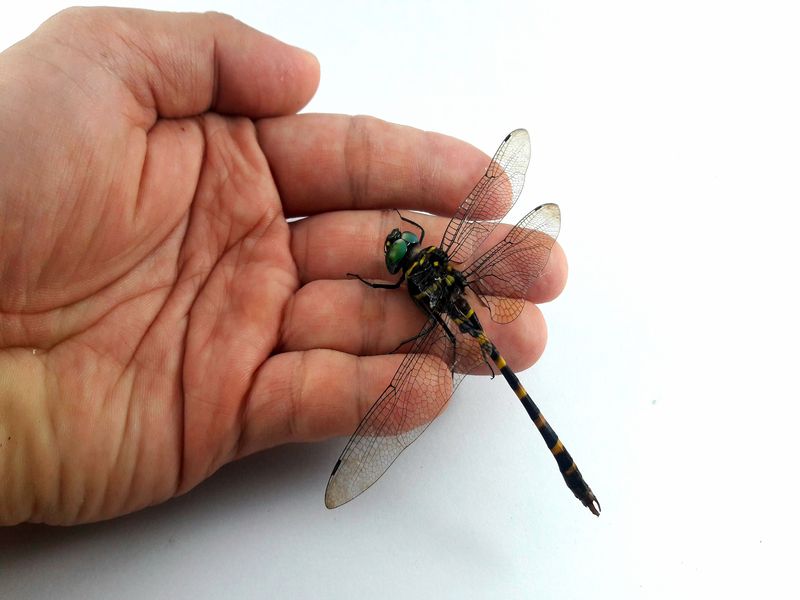 Can Dragonflies Bite How Dangerous Are Dragonflies Kidadl