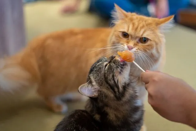 cat with peanut butter