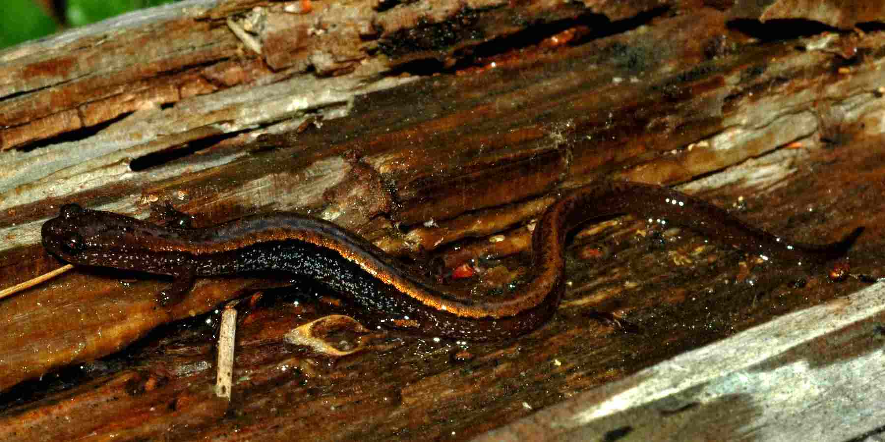 Dwarf Salamander Fun Facts
