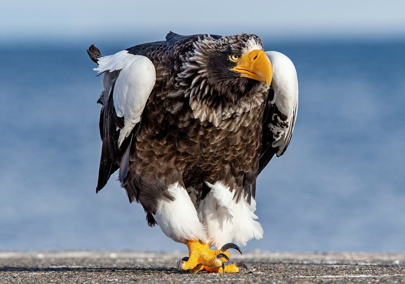 Adult Steller`s sea eagle.