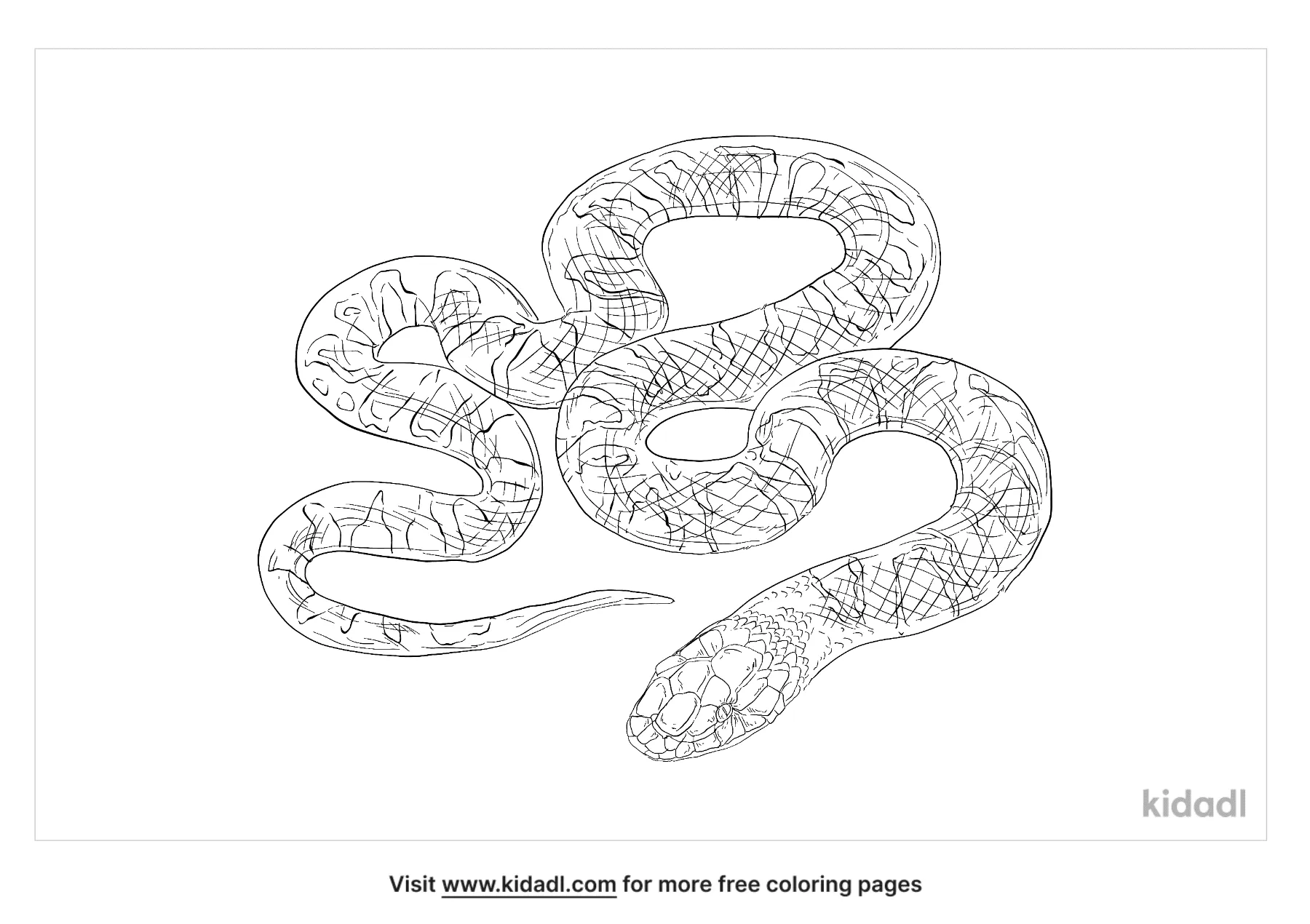 Eastern Milk Snake Coloring Page