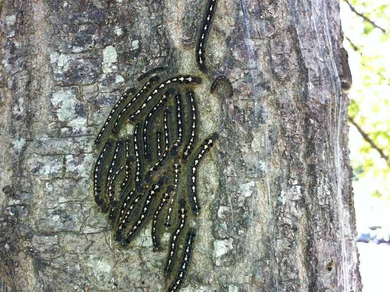 Interesting Eastern Tent Caterpillars Facts