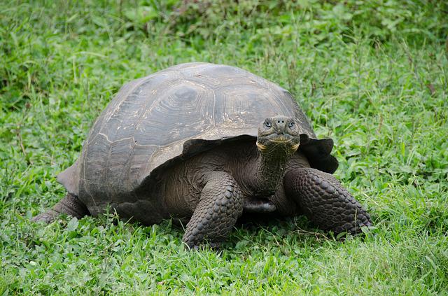The Galapagos giant tortoise is the longest living species of tortoise in the world, and lives in the Galapagos Islands!