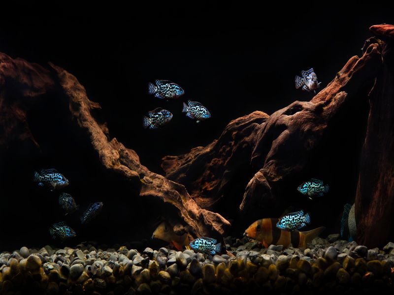 Electric blue jack Dempsey cichlid fish aquarium set up