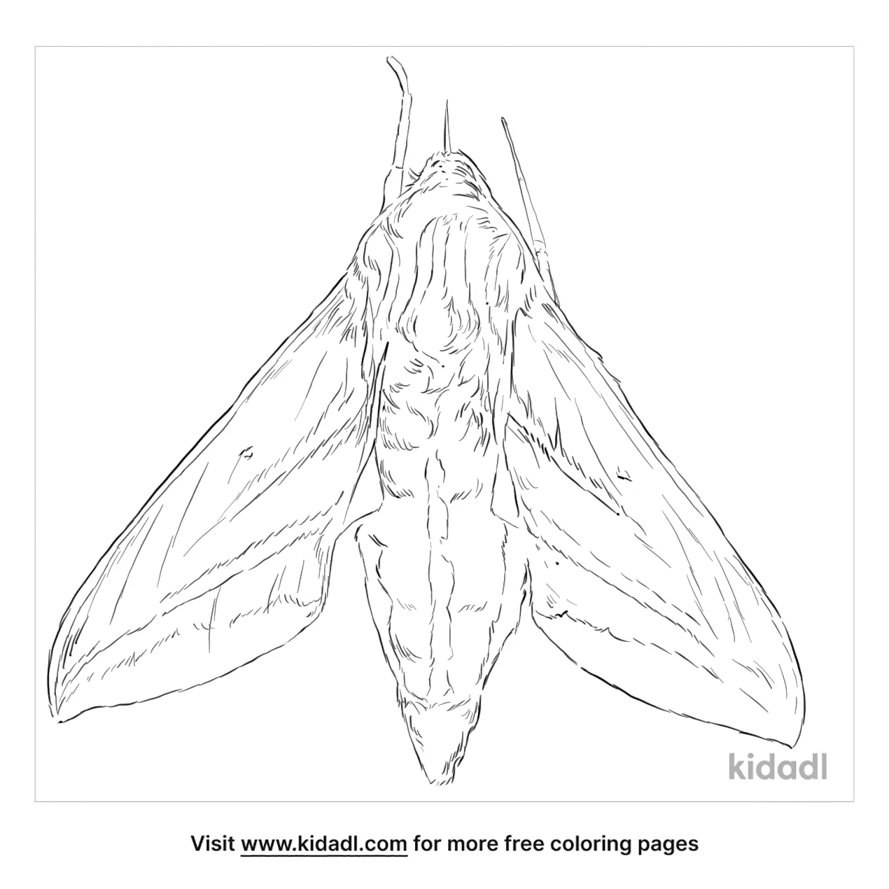 Elephant Hawk-Moth Coloring Page