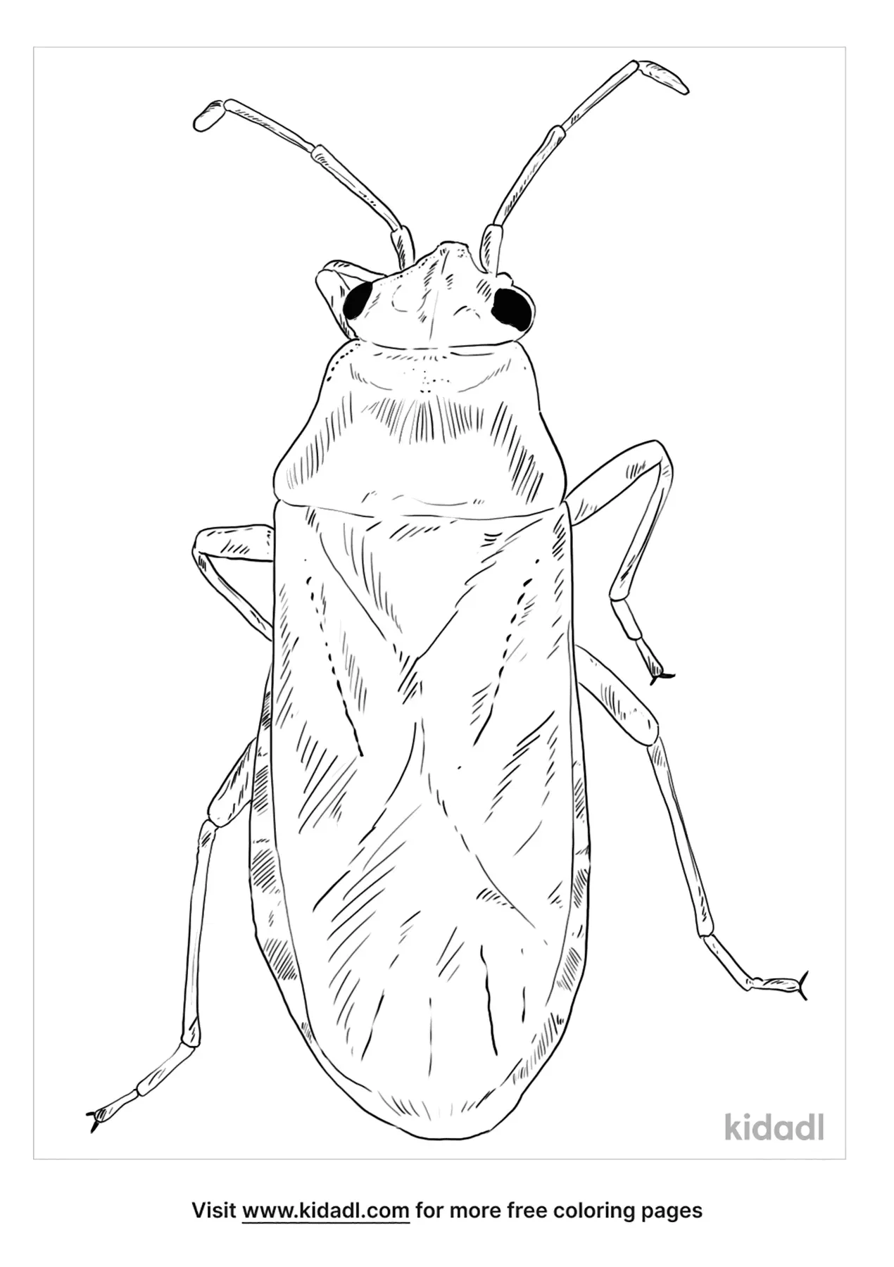 Parts Of A Beetle Coloring Page | Free Bugs Coloring Page | Kidadl