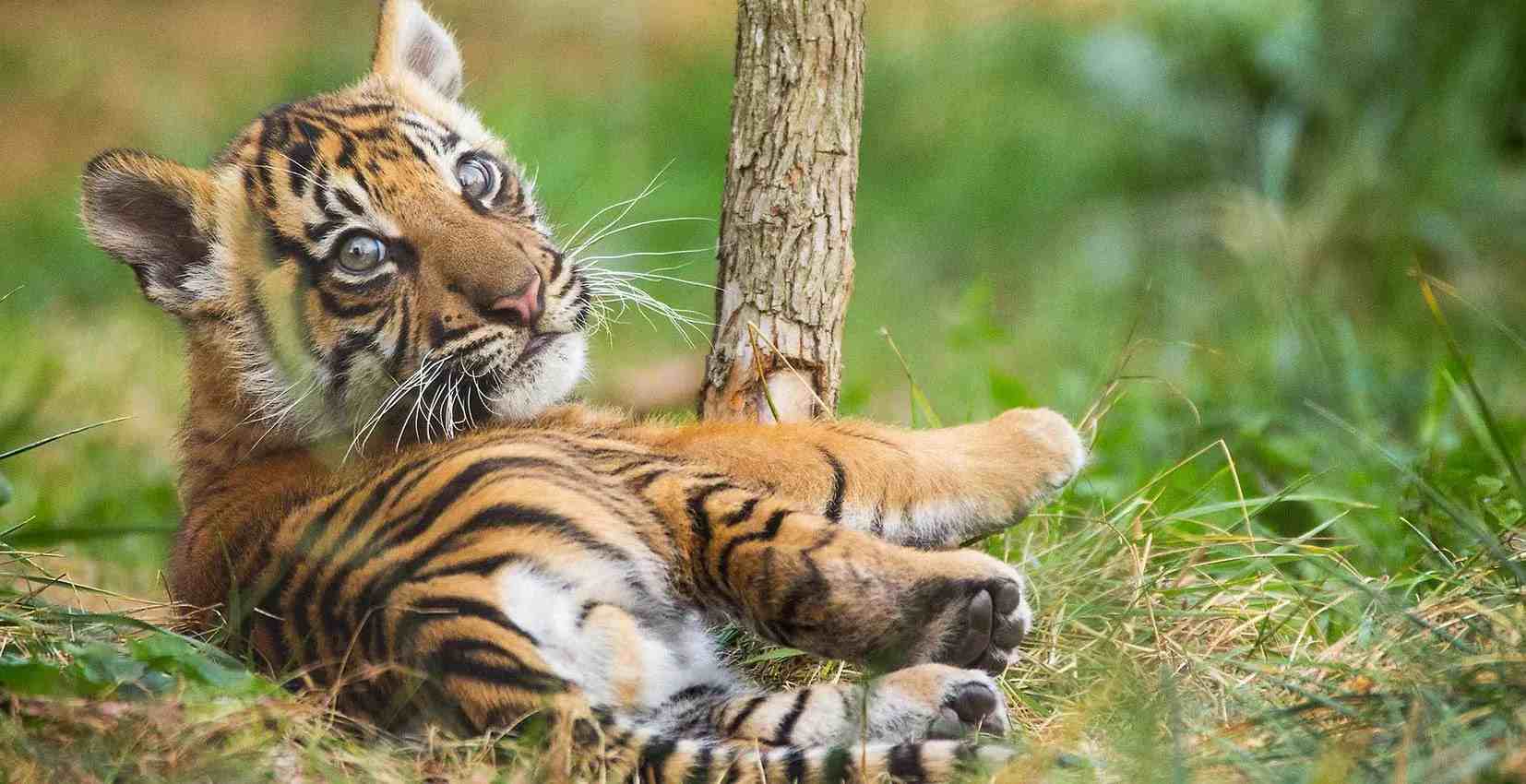 Tiger relaxing at ZSL London Zoo