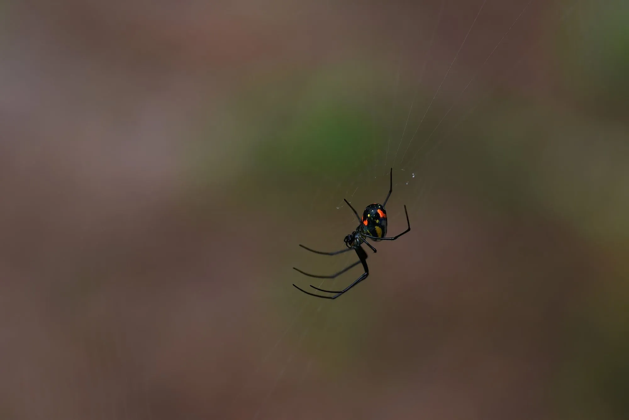 Facts about spiders and their living habits are great to know and fascinating for kids!