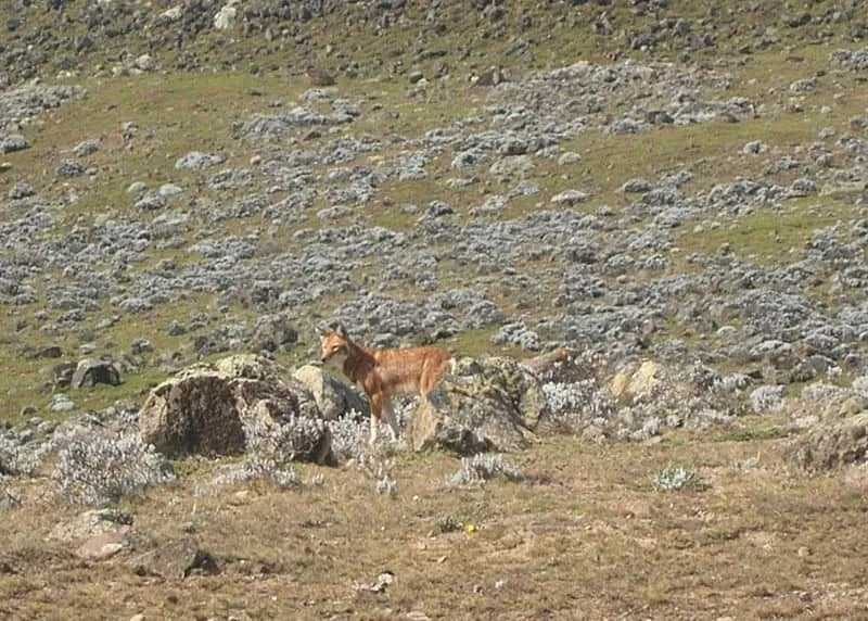 An Ethiopian wolf also called red fox