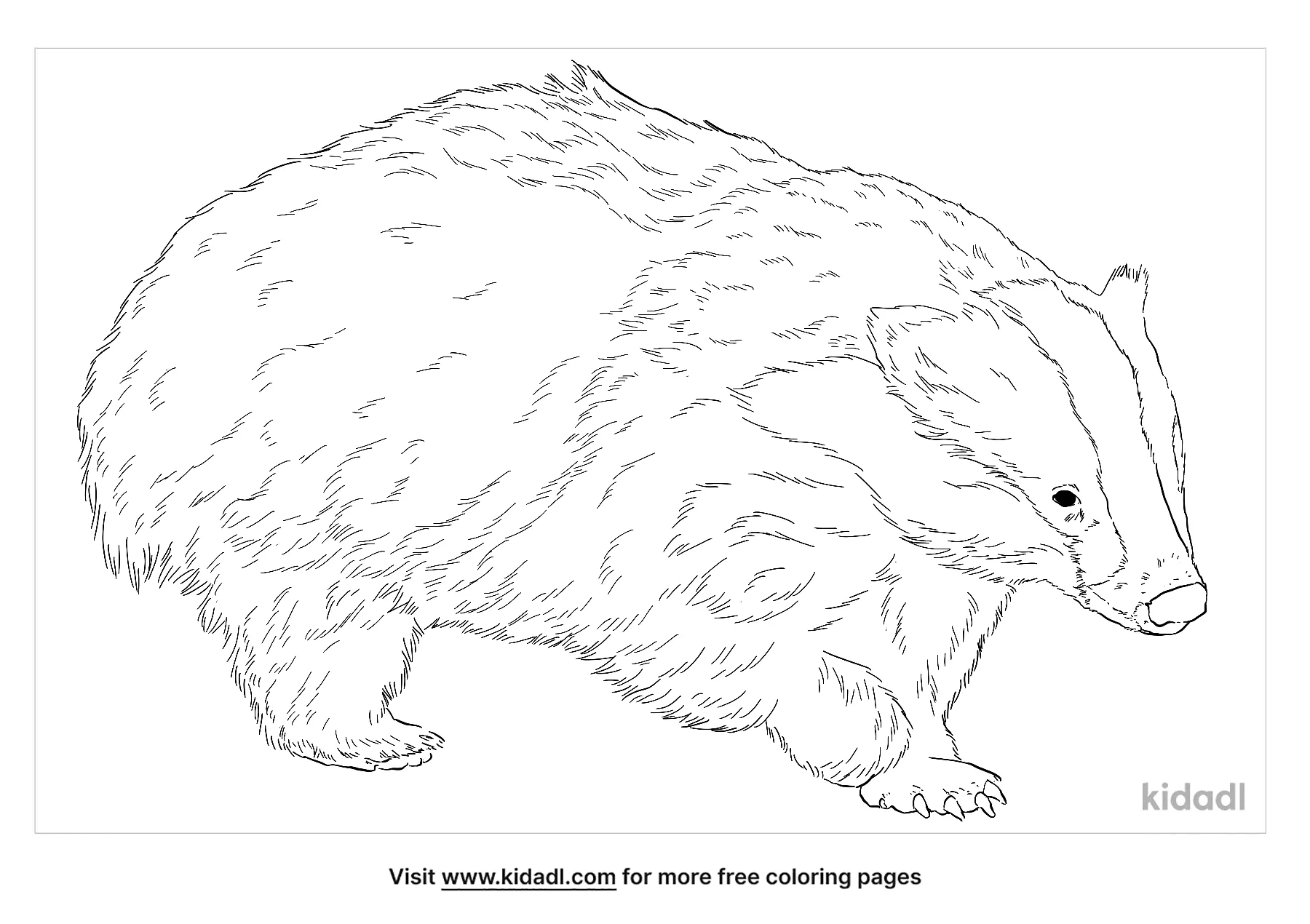 European Badger Coloring Page   Free Mammals Coloring Page   Kidadl