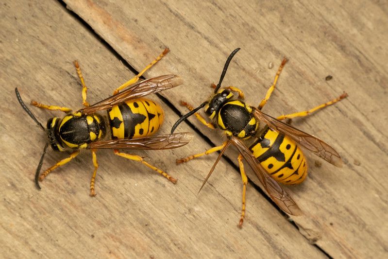 European wasp or German wasp on a wooden board