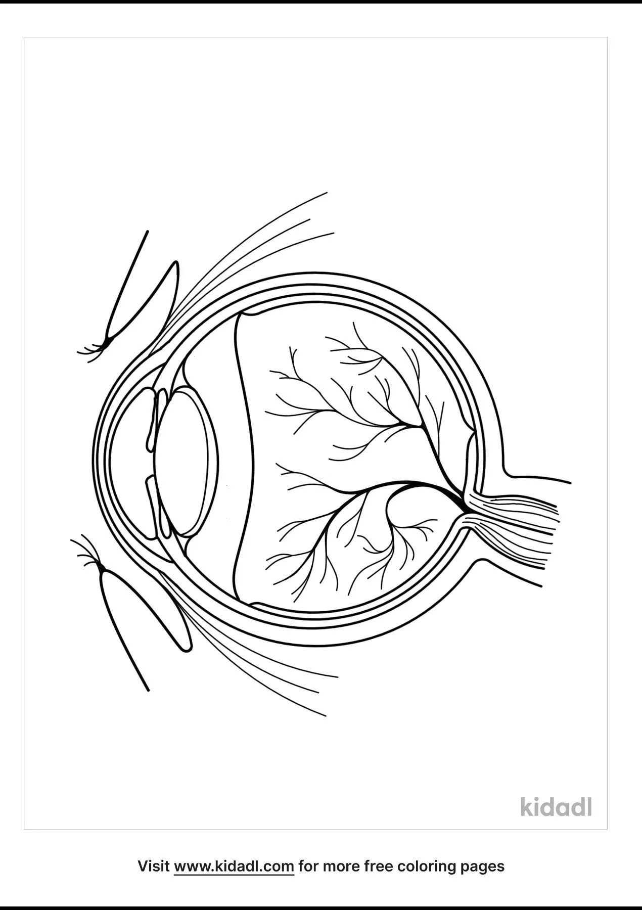 anatomy of the eye coloring pages
