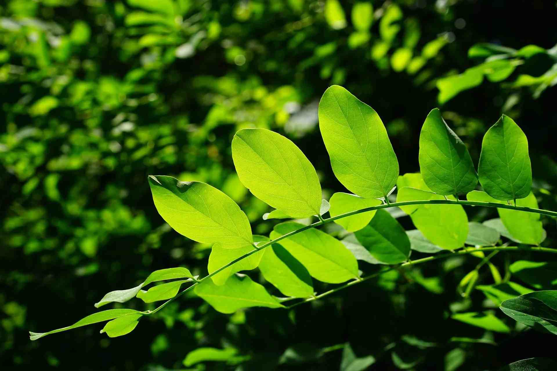 african acacia tree leaves