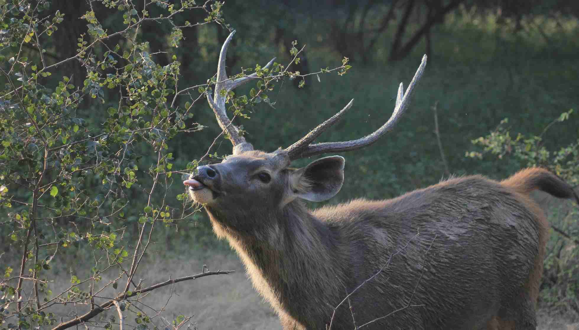 Fun Sambar Deer Facts For Kids | Kidadl