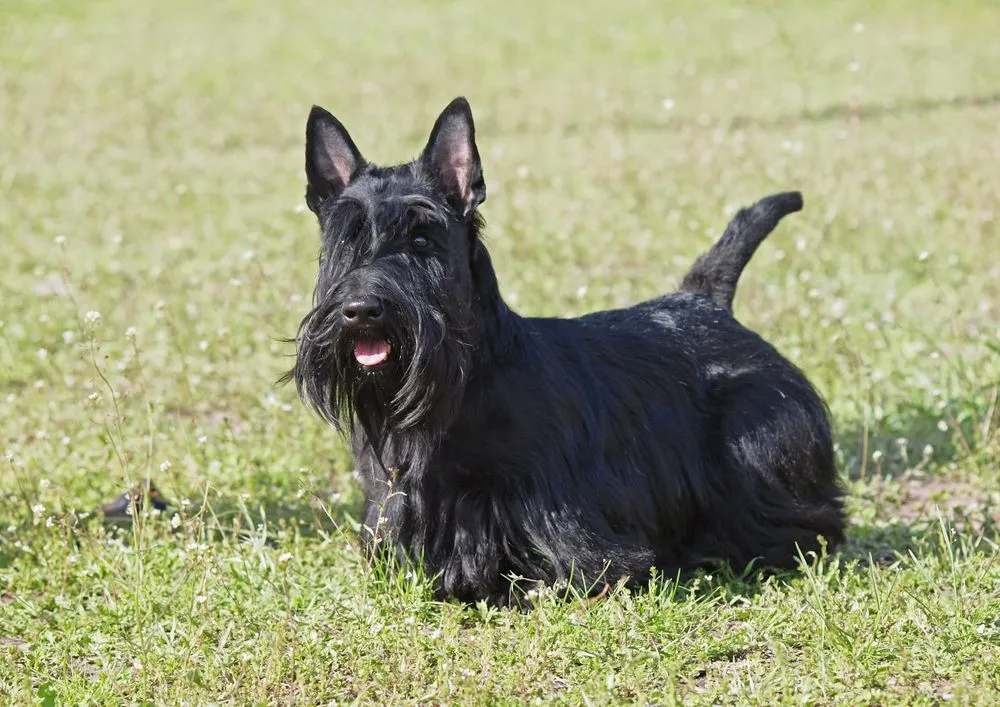 do scottish terriers bark alot