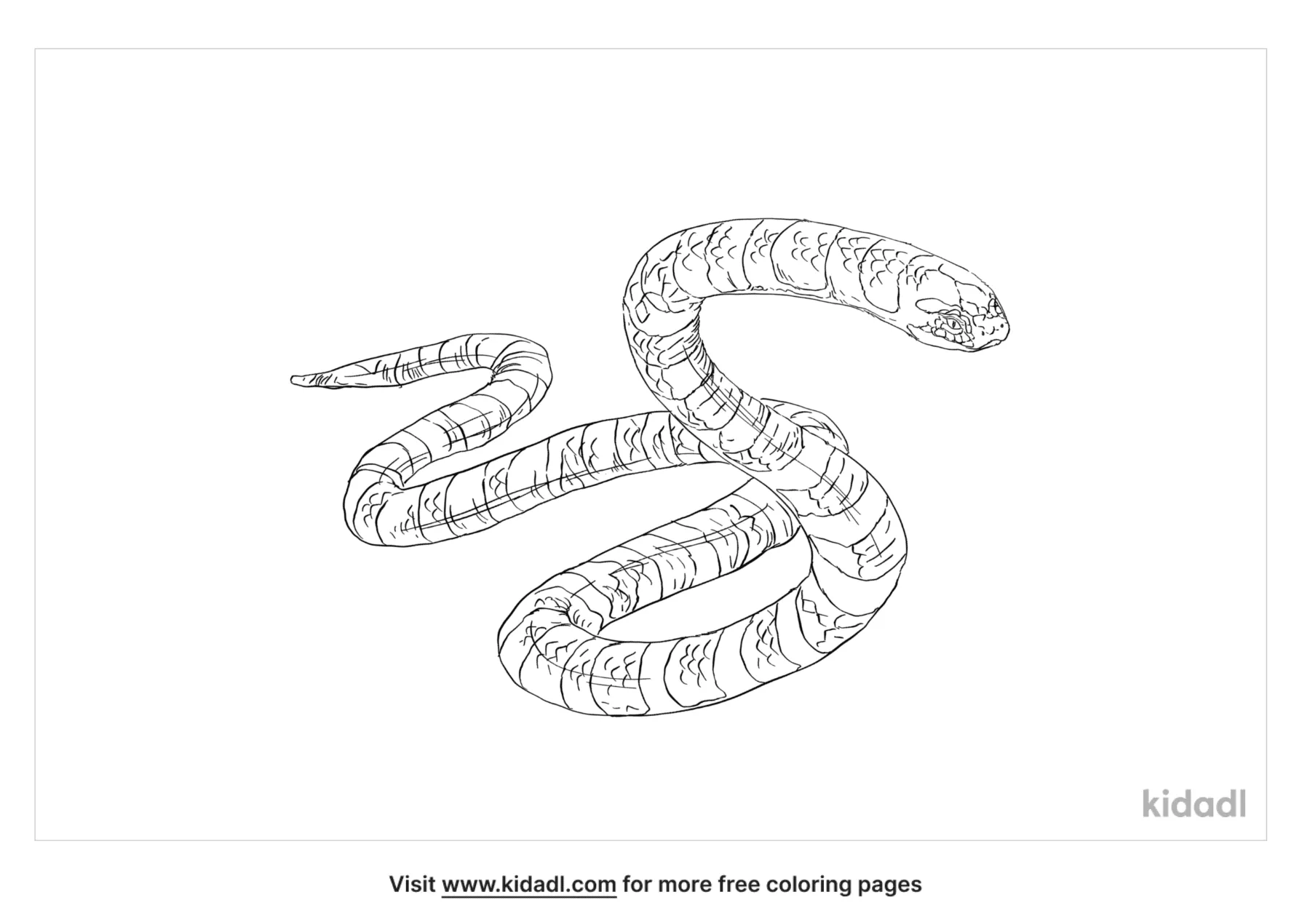 Faint Banded Sea Snake Coloring Page | Free Reptiles Coloring Page | Kidadl