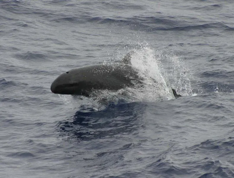 False killer whale facts enrich the marine mammal species.