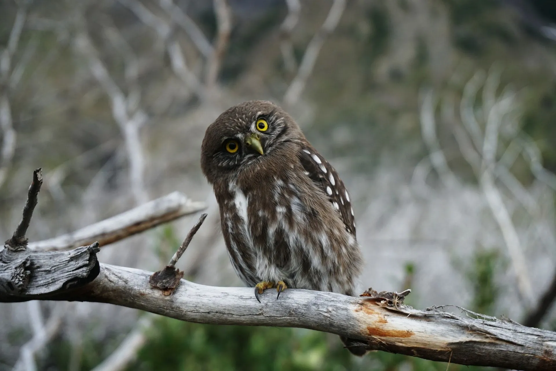 These facts about famous owls like the boreal owl and the burrowing owl will surely fascinate you.