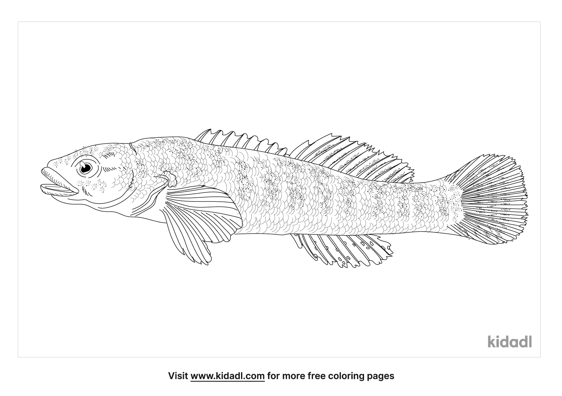 Fantail Darter Coloring Page