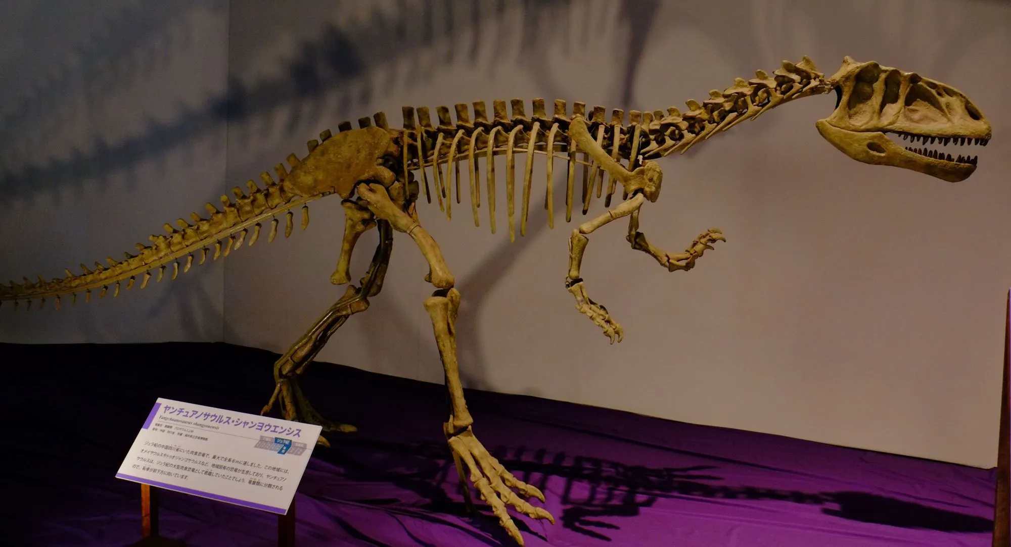 Yangchuanosaurus fossil was discovered in modern day China.
