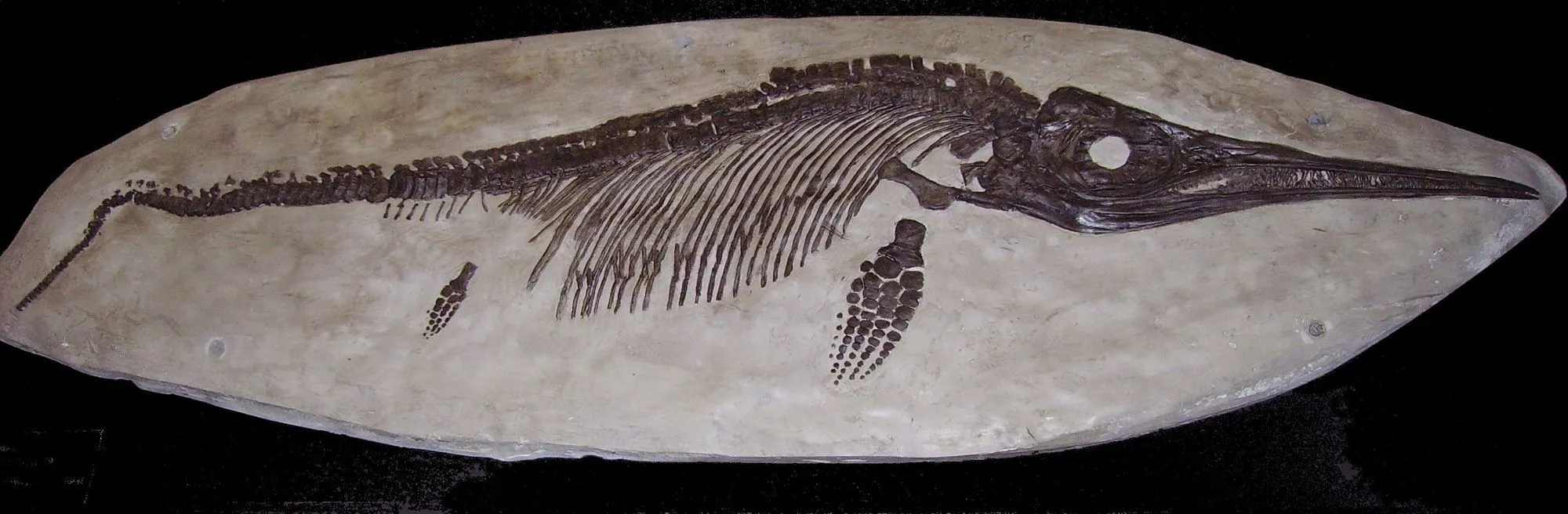 Ichthyosaurs were prehistoric marine reptiles.